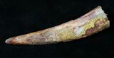 Huge Rooted Pterosaur Tooth - Kem Kem Beds #18904-1